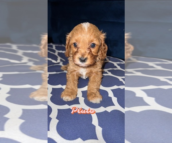 Medium Photo #1 Cavapoo Puppy For Sale in TOLEDO, OH, USA