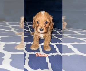 Cavapoo Puppy for sale in TOLEDO, OH, USA