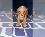 Small Photo #1 Cavapoo Puppy For Sale in TOLEDO, OH, USA