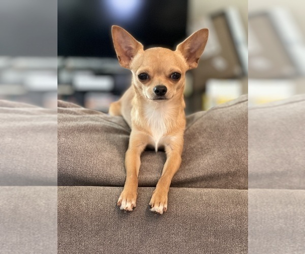 Medium Photo #1 Chihuahua Puppy For Sale in MONTGOMERY, TX, USA