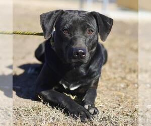 Labrador Retriever-Unknown Mix Dogs for adoption in San Antonio, TX, USA