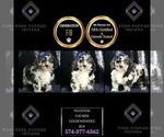 Puppy Phantom F1B Goldendoodle (Miniature)