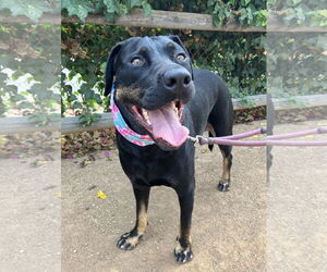 Labrador Retriever Dogs for adoption in San Diego, CA, USA