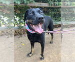 Small Labrador Retriever