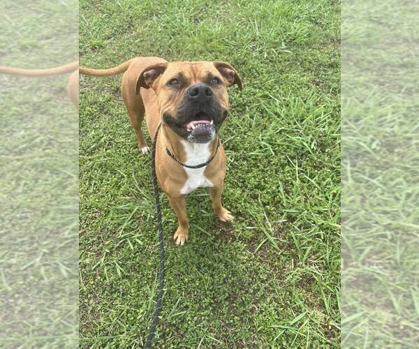 Medium Photo #7 Mutt Puppy For Sale in Abbeville, LA, USA