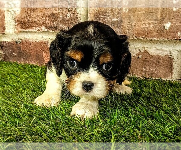 Medium Photo #3 Cavalier King Charles Spaniel Puppy For Sale in MOBERLY, MO, USA