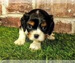 Small #2 Cavalier King Charles Spaniel