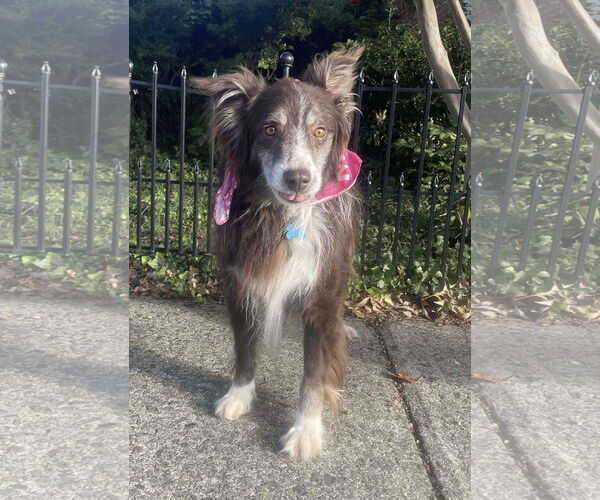 Medium Photo #2 Australian Shepherd Puppy For Sale in Rustburg, VA, USA