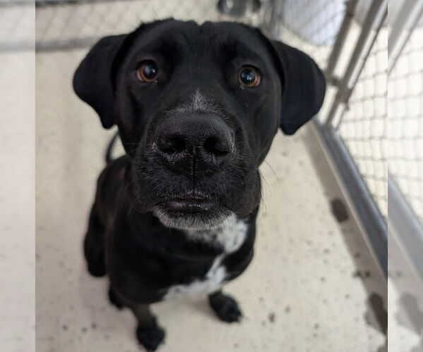 Medium Photo #7 American Pit Bull Terrier-Labrador Retriever Mix Puppy For Sale in Fargo, ND, USA