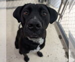 Small #6 American Pit Bull Terrier-Labrador Retriever Mix