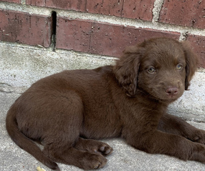 Goldendoodle Puppy for sale in ROGERS, TX, USA