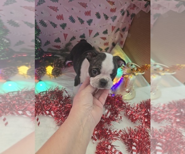 Medium Photo #3 Boston Terrier Puppy For Sale in BRYANT, AL, USA
