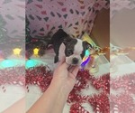 Small Photo #3 Boston Terrier Puppy For Sale in BRYANT, AL, USA