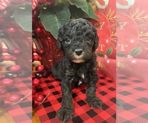 Whoodle (Miniature) Puppy for sale in DOSS, MO, USA