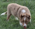 Small Photo #13 Miniature Australian Shepherd Puppy For Sale in EVERTON, MO, USA