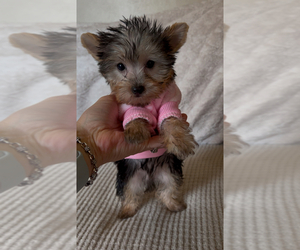 Yorkshire Terrier Puppy for sale in VIRGINIA BEACH, VA, USA