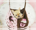Small #6 French Bulldog
