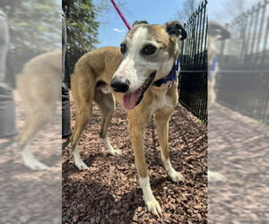 Greyhound Dogs for adoption in Cherry Hill, NJ, USA