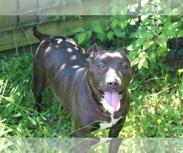 Medium Photo #2 Mutt Puppy For Sale in Jackson, MS, USA