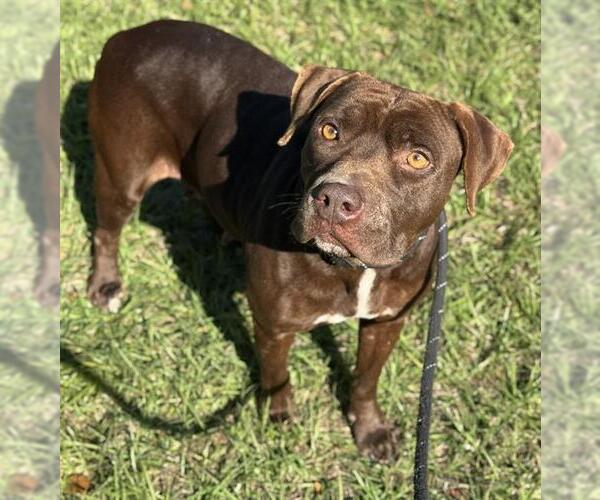 Medium Photo #1 American Staffordshire Terrier-Unknown Mix Puppy For Sale in Fort Lauderdale, FL, USA