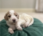 Small Photo #4 Goldendoodle Puppy For Sale in EDMOND, OK, USA