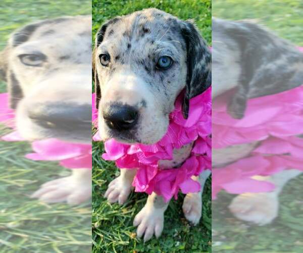 Medium Photo #10 Great Dane Puppy For Sale in JACKSONVILLE, IL, USA