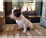 Small Photo #27 French Bulldog Puppy For Sale in OSHKOSH, WI, USA