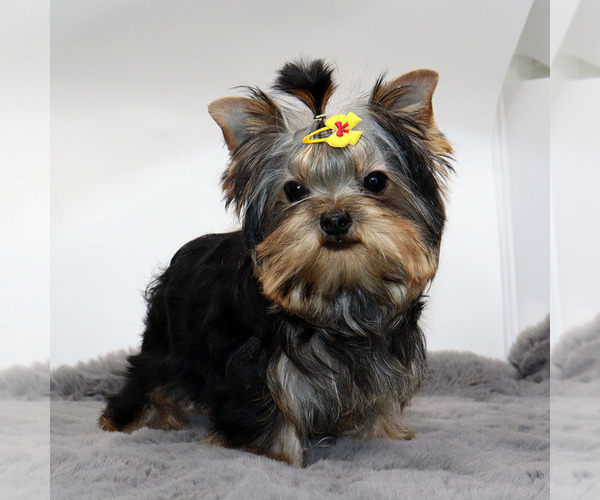 Medium Photo #3 Yorkshire Terrier Puppy For Sale in LOS ANGELES, CA, USA