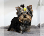 Small #2 Yorkshire Terrier