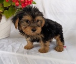 Small #6 Yorkshire Terrier
