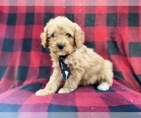 Medium Photo #3 Cavapoo (Miniature) Puppy For Sale in LAKELAND, FL, USA