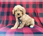 Small #2 Cavapoo (Miniature)