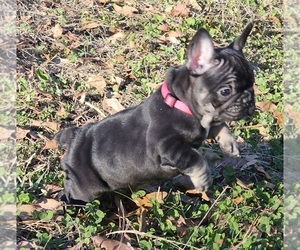 French Bulldog Puppy for sale in MONROE, GA, USA