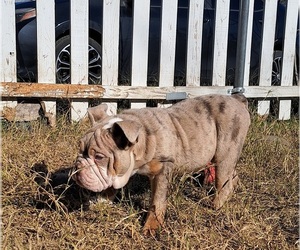 Bulldog Puppy for sale in OLIVEHURST, CA, USA