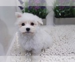 Small Photo #5 Maltese Puppy For Sale in LAS VEGAS, NV, USA