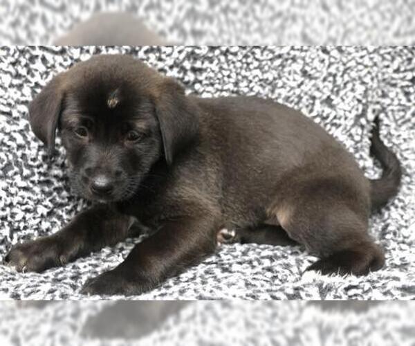 Medium Photo #1 Labrador Retriever-Unknown Mix Puppy For Sale in Thief River Falls, MN, USA