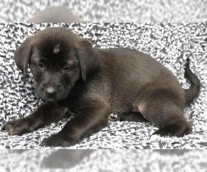 Labrador Retriever-Unknown Mix Dogs for adoption in Thief River Falls, MN, USA