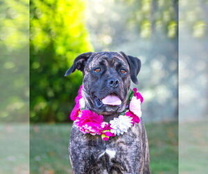 Boxer-Unknown Mix Dogs for adoption in Unionville, PA, USA