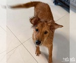 Small Golden Retriever Mix