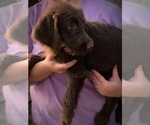 Small Photo #4 Labradoodle Puppy For Sale in TALKING ROCK, GA, USA