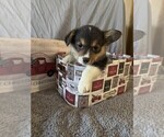 Puppy Juliet Purple Pembroke Welsh Corgi