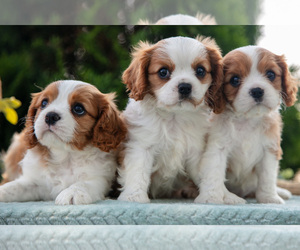 Cavalier King Charles Spaniel Litter for sale in GOSHEN, IN, USA