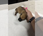 Small #2 Mutt