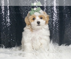 Maltipoo Puppy for sale in WARSAW, IN, USA