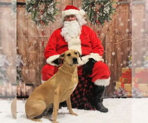 Great Dane Dogs for adoption in Westminster, MD, USA