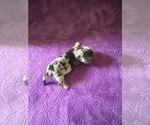 Small #3 Dachshund