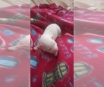 Small Photo #24 Bichon Frise Puppy For Sale in ORLANDO, FL, USA