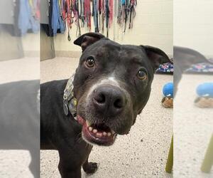 American Staffordshire Terrier-Unknown Mix Dogs for adoption in Brighton, CO, USA