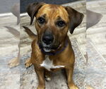 Small #1 Rhodesian Ridgeback Mix