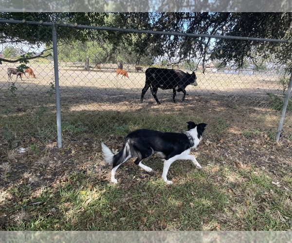 Medium Photo #5 Border Collie Puppy For Sale in SCHERTZ, TX, USA